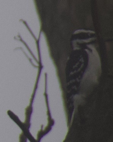 Hairy Woodpecker - ML647469112