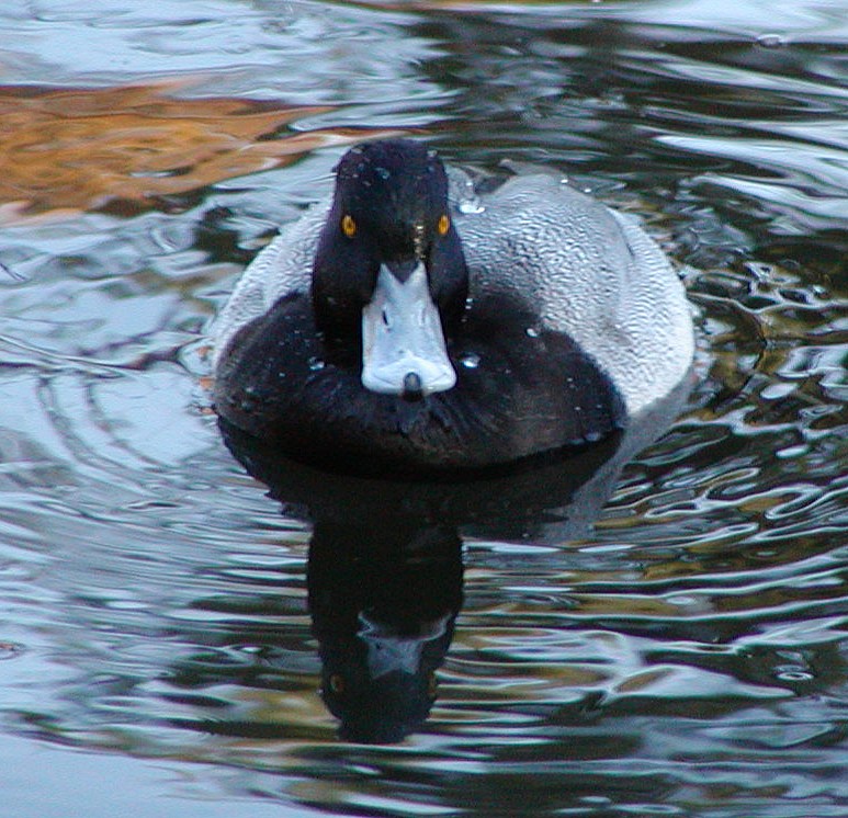 Lesser Scaup - ML647469113