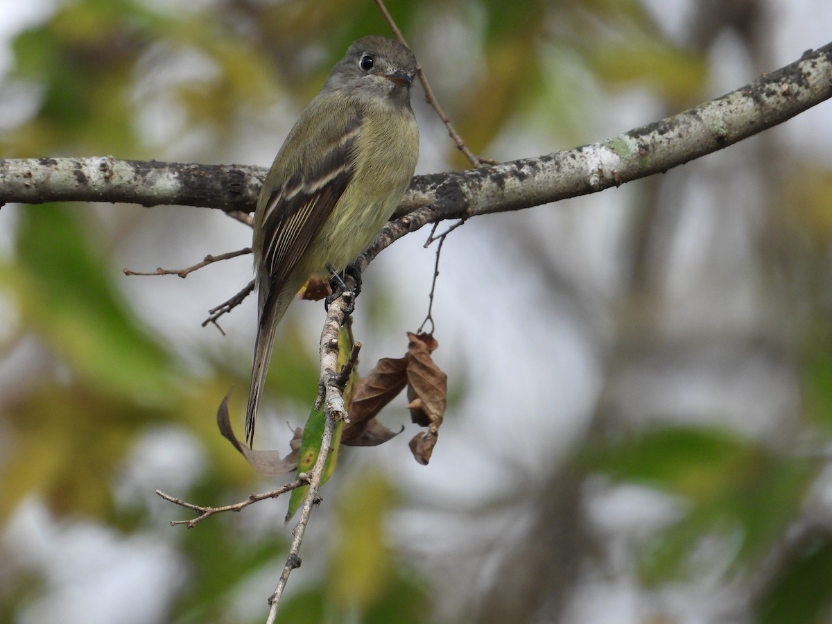 Hammond's Flycatcher - ML647469114