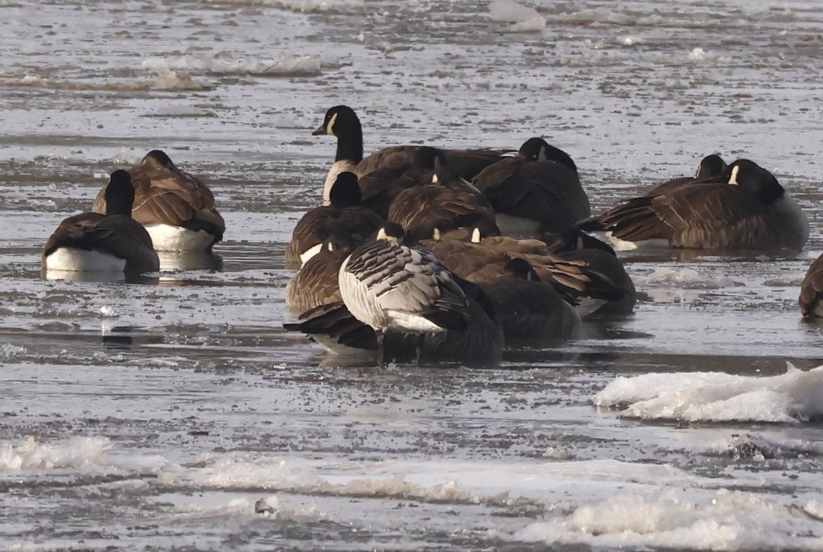 Barnacle Goose - ML647469115