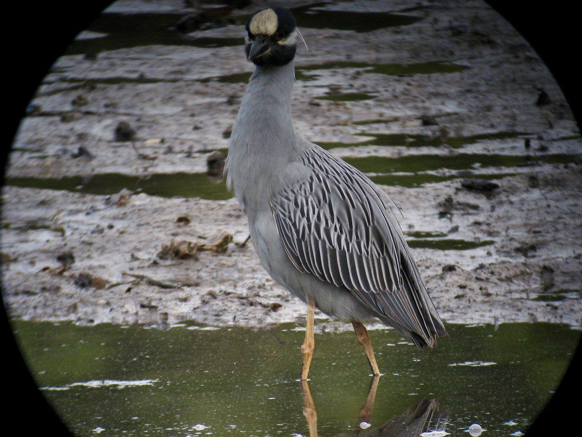 Yellow-crowned Night Heron - ML647469116