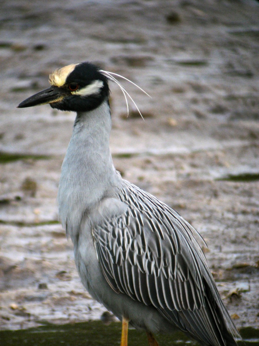 Yellow-crowned Night Heron - ML647469117