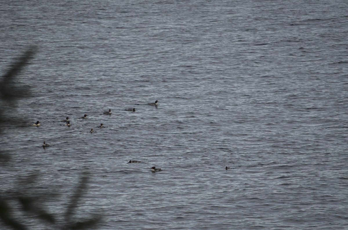 Common Merganser - ML647469120