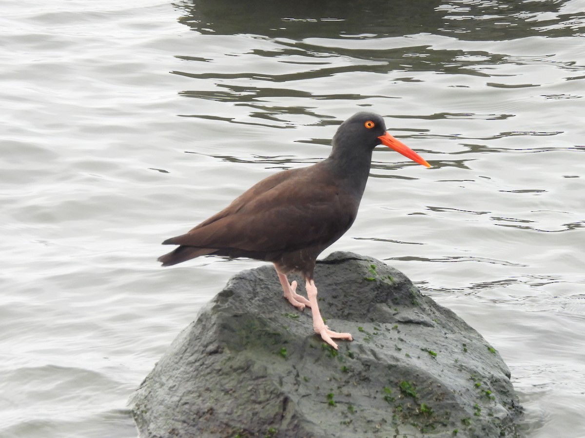 Black Oystercatcher - ML647469121