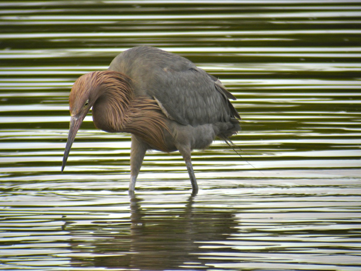 Reddish Egret - ML647469123
