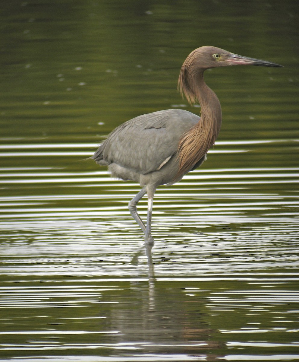 Reddish Egret - ML647469124