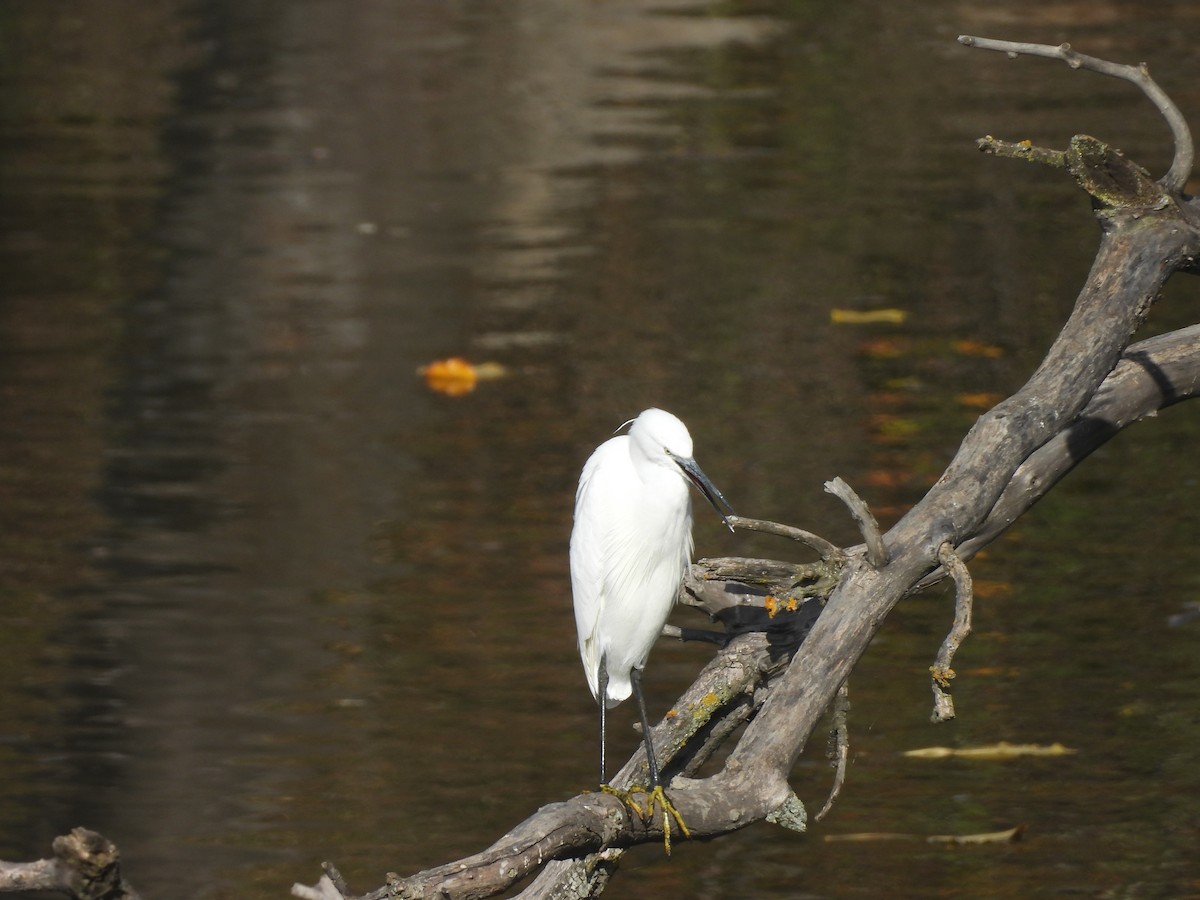 Little Egret - ML647469134