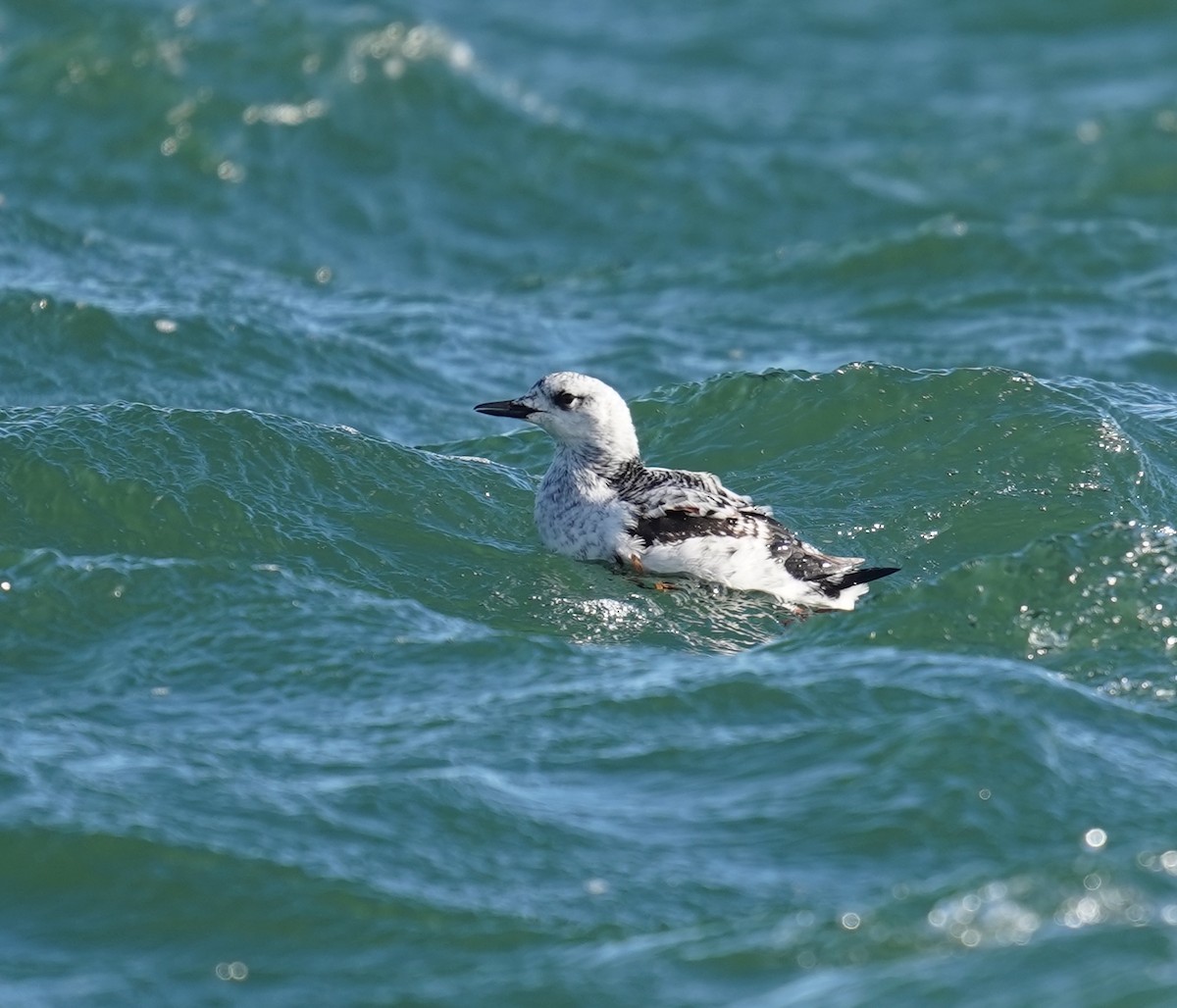 אוריה שחורה - ML647469141