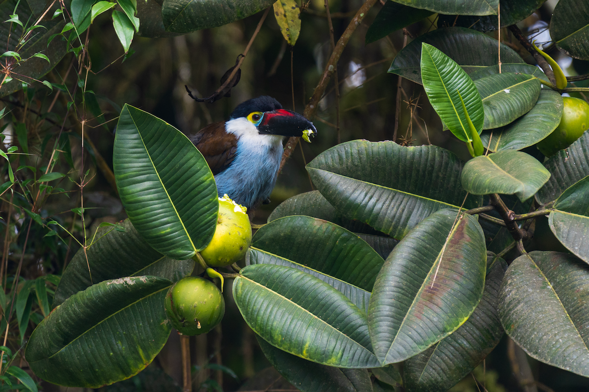 svartnebbtukan - ML647469147