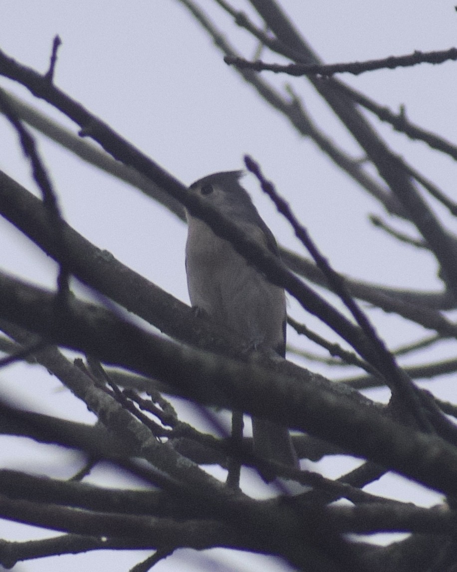 Tufted Titmouse - ML647469148