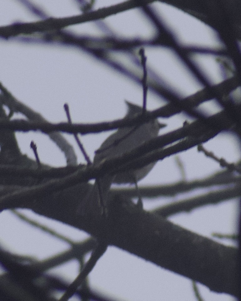 Tufted Titmouse - ML647469149