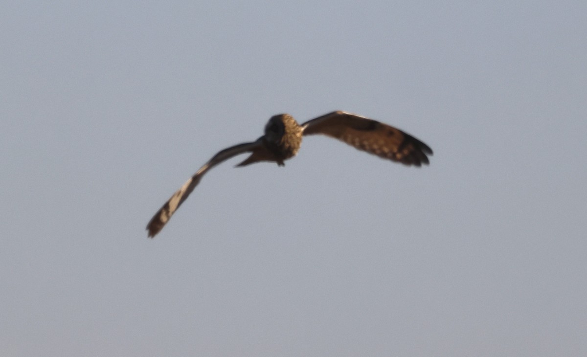 Short-eared Owl - ML647469150