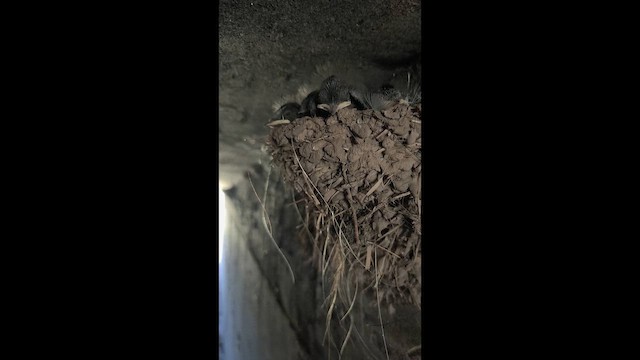 låvesvale - ML647469152