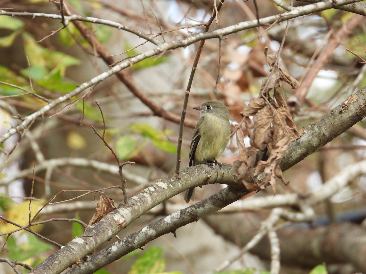 Hammond's Flycatcher - ML647469153
