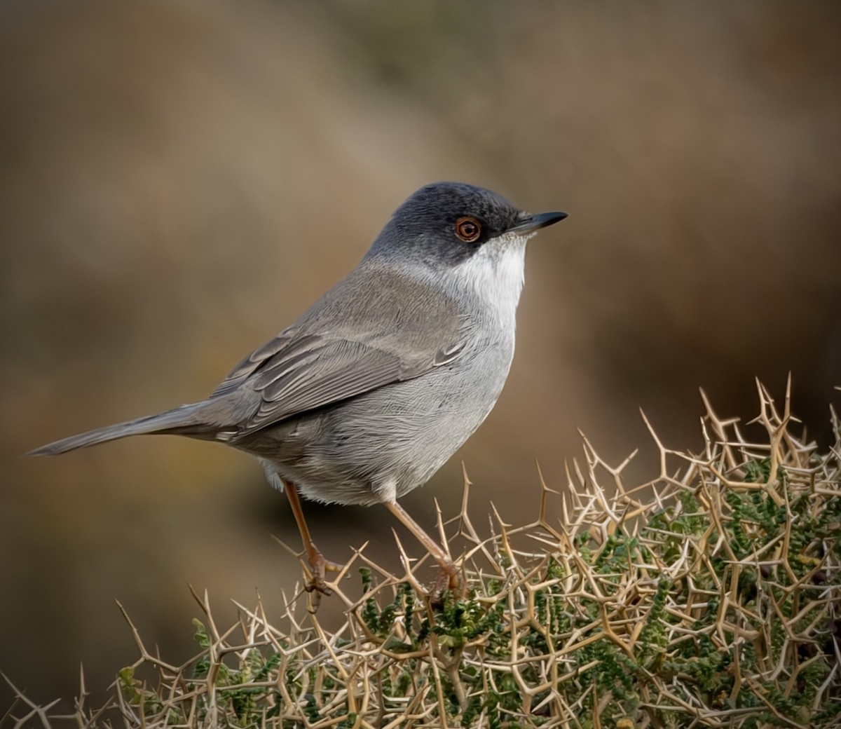 Sardinian Warbler - ML647469154