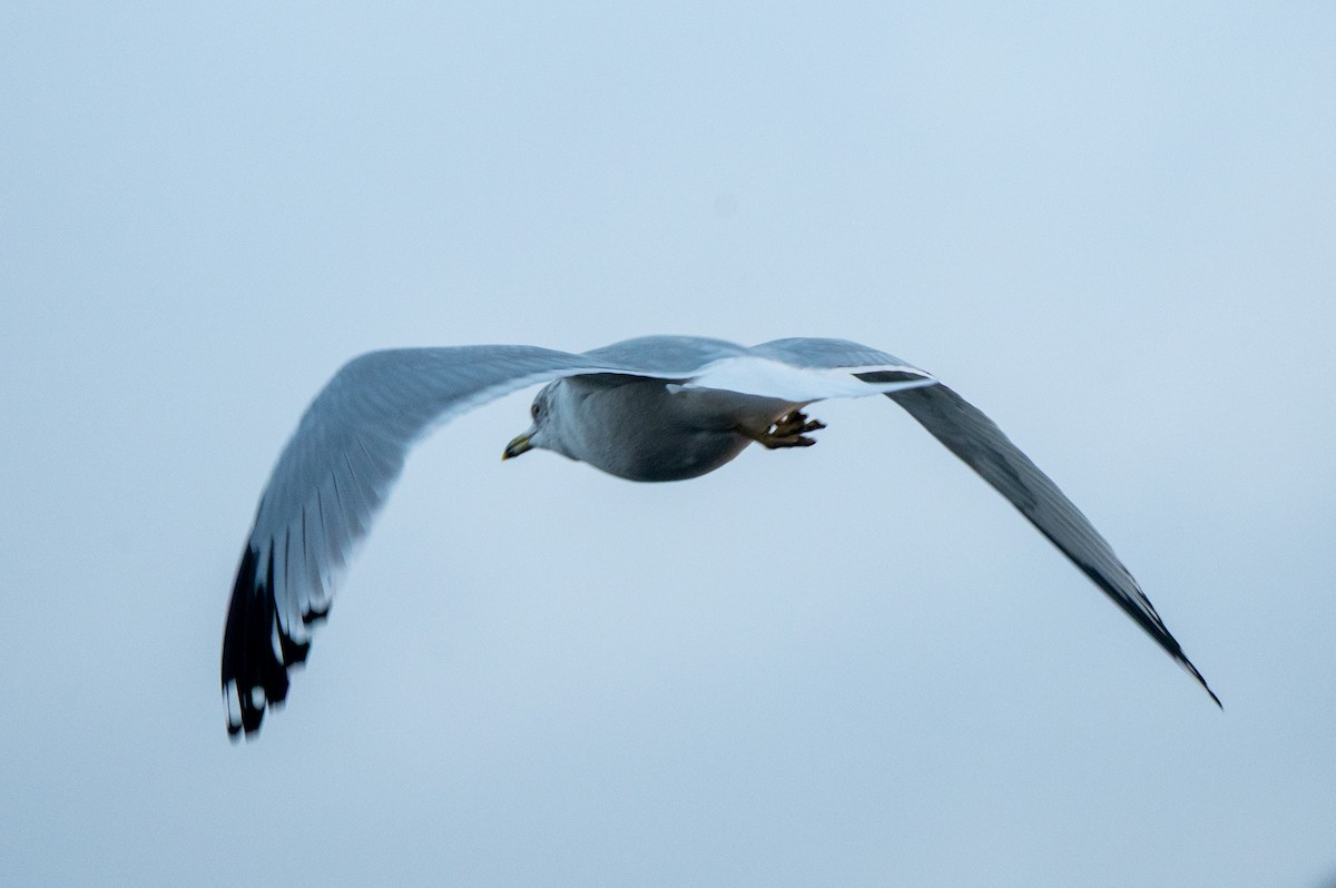 ringnebbmåke - ML647469155