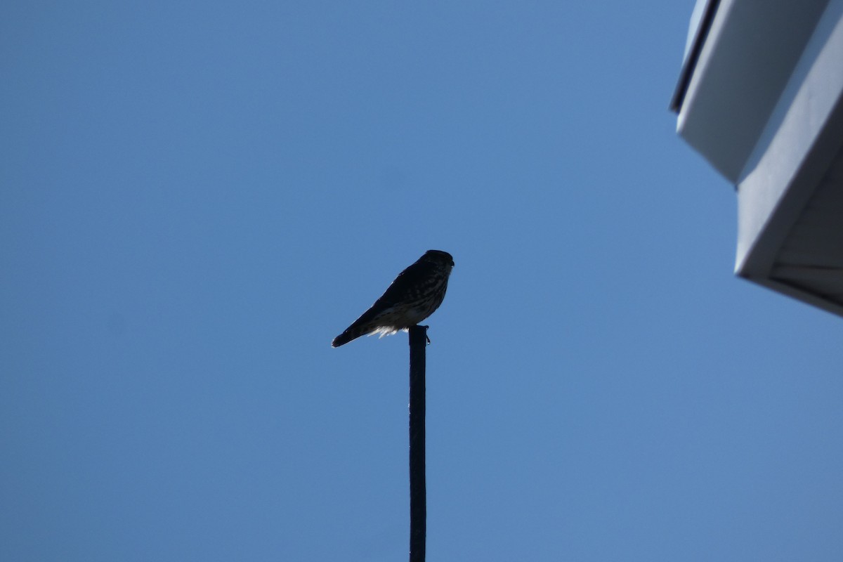 dvergfalk - ML647469156