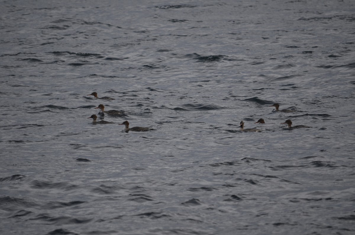 siland - ML647469157