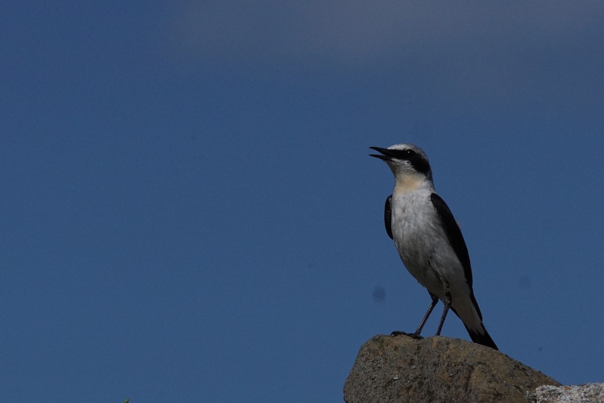 steinskvett - ML647469159