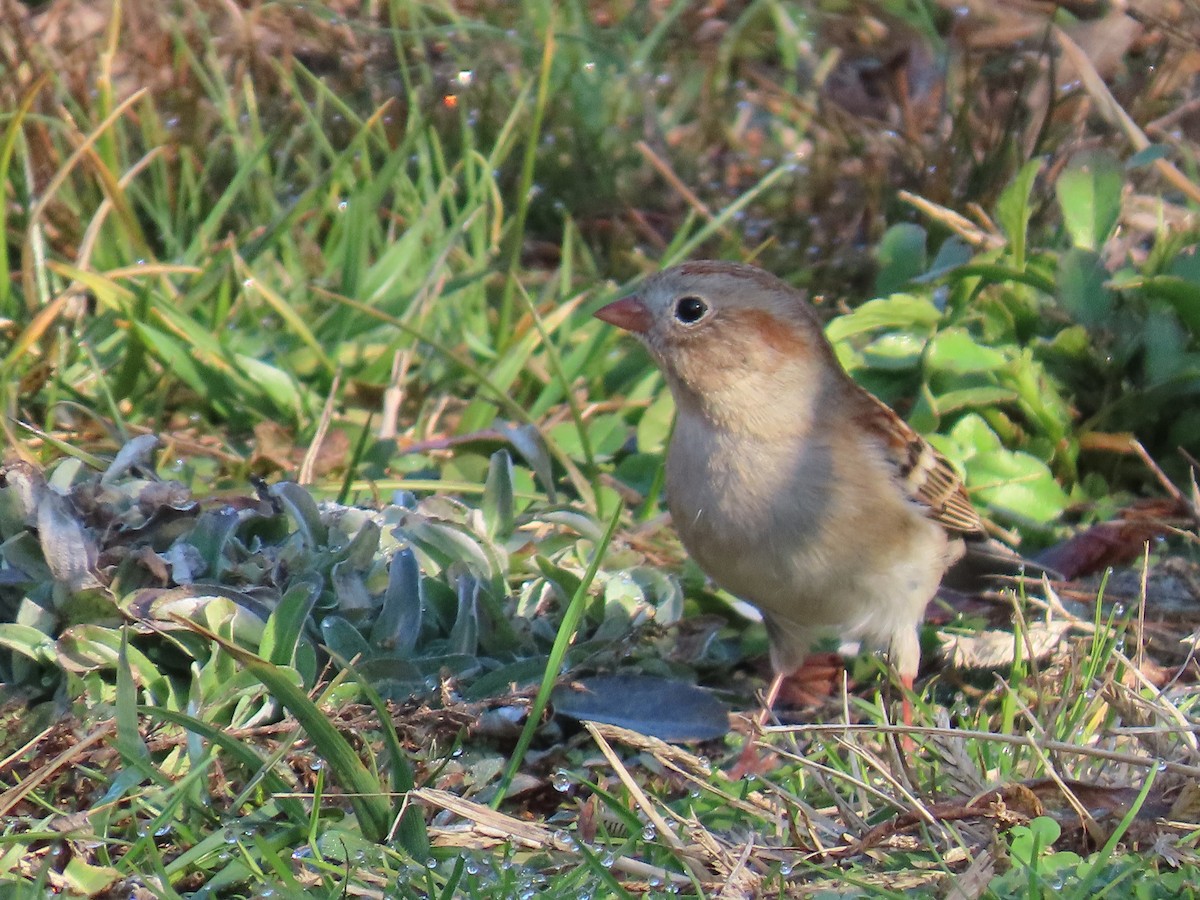 markspurv - ML647469160