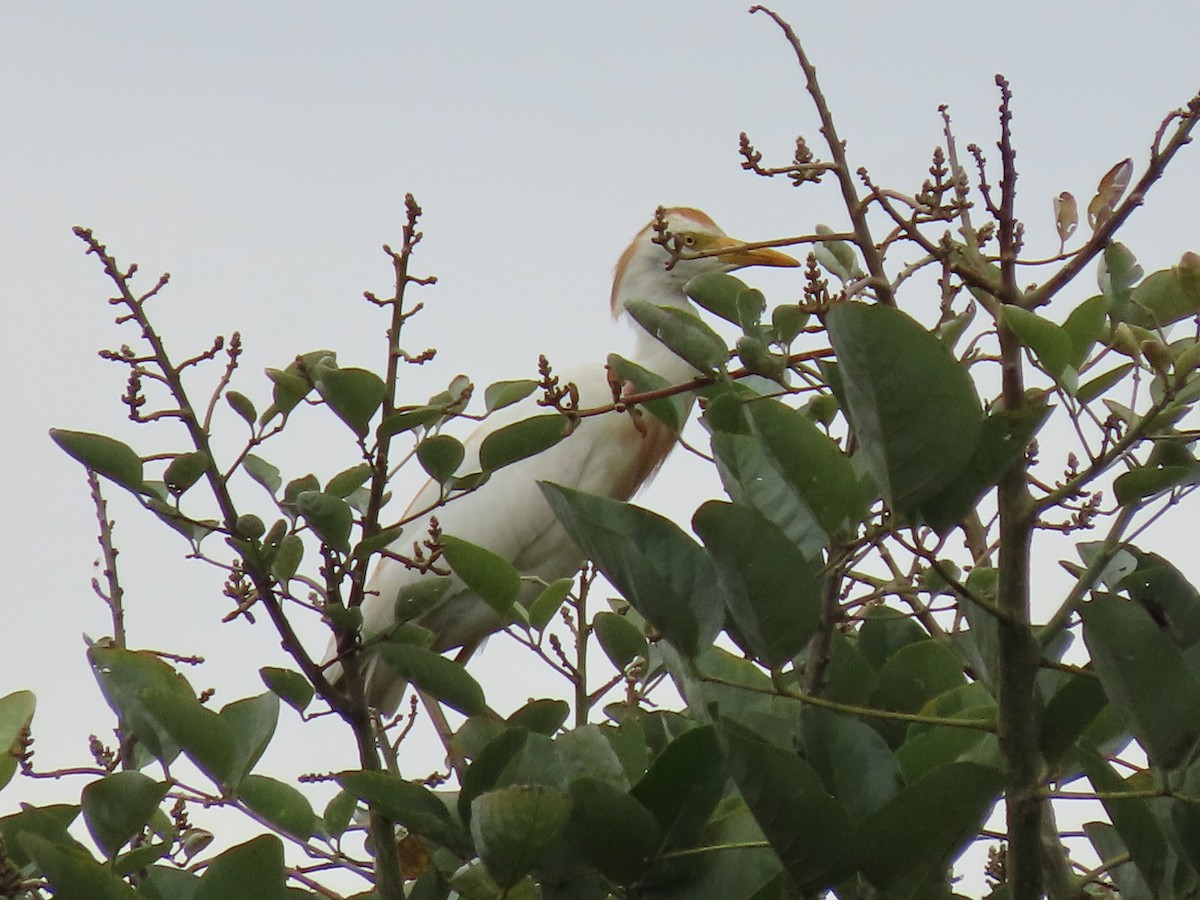 kuhegre - ML647469161