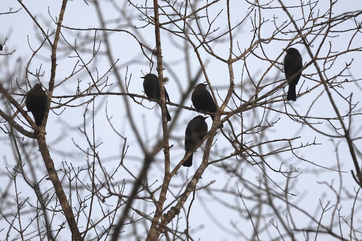 kanadatrupial - ML647469163