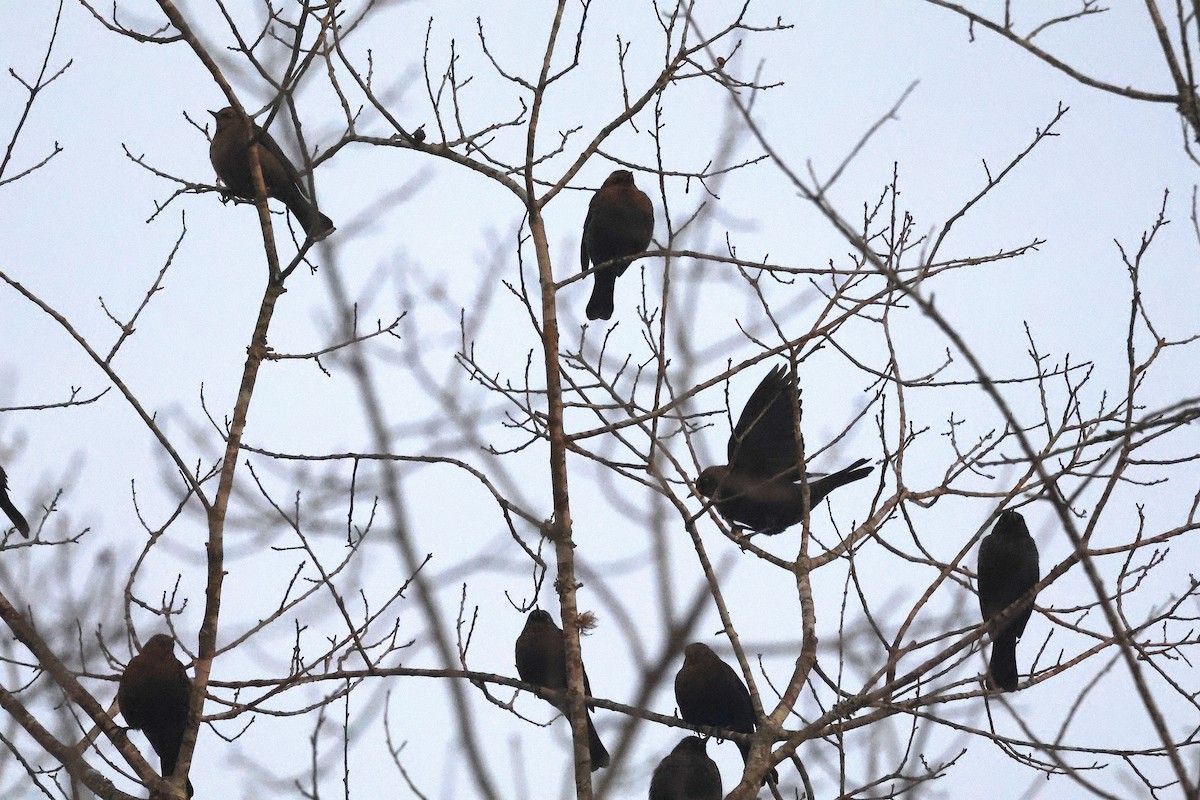 kanadatrupial - ML647469164