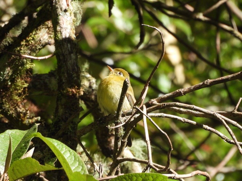 gulempid - ML647469169