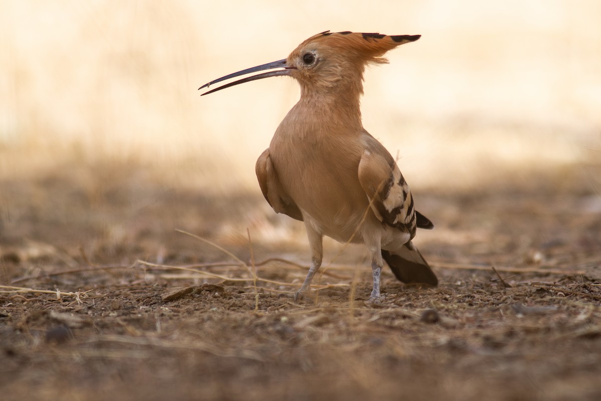 hærfugl (epops gr.) - ML647469171