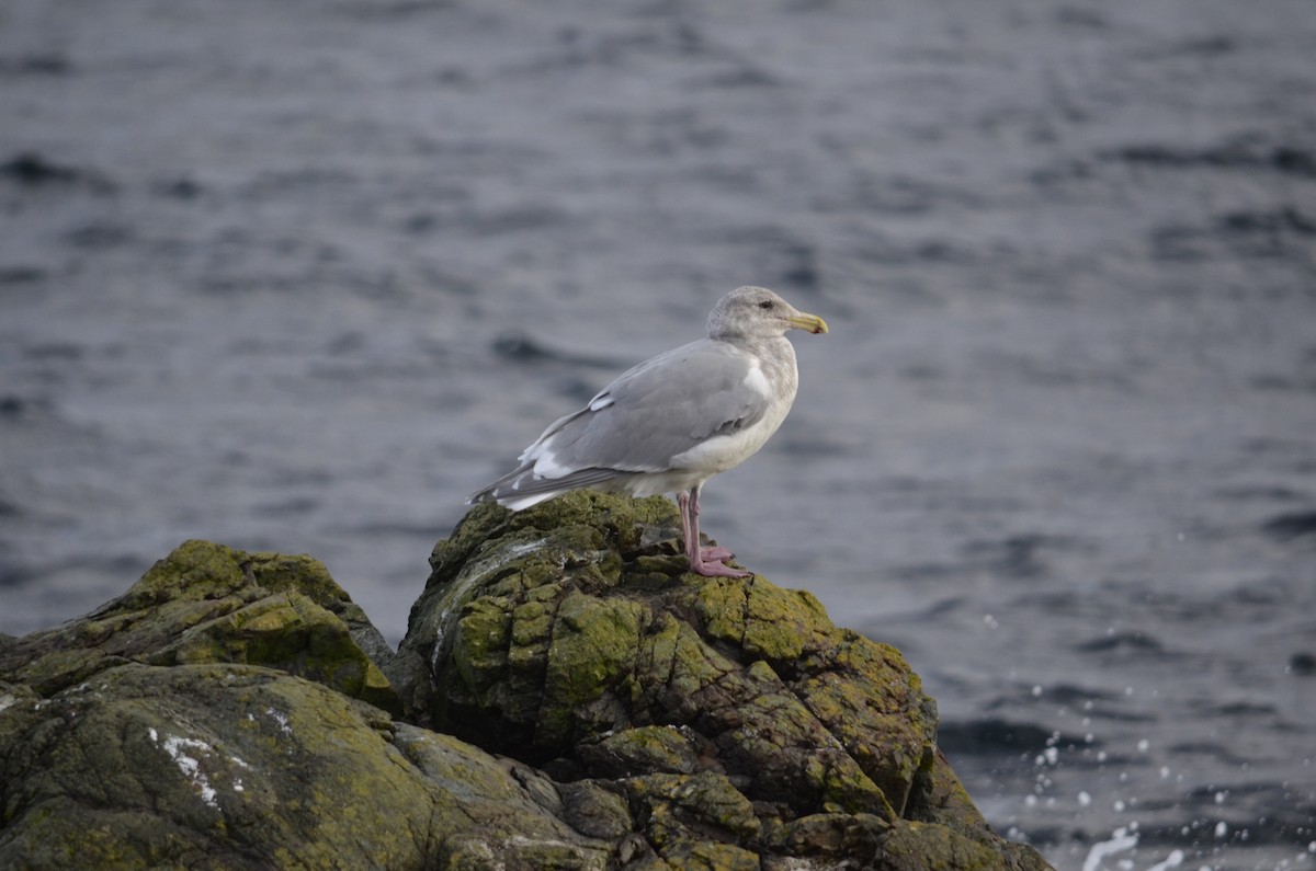 gråvingemåke - ML647469174