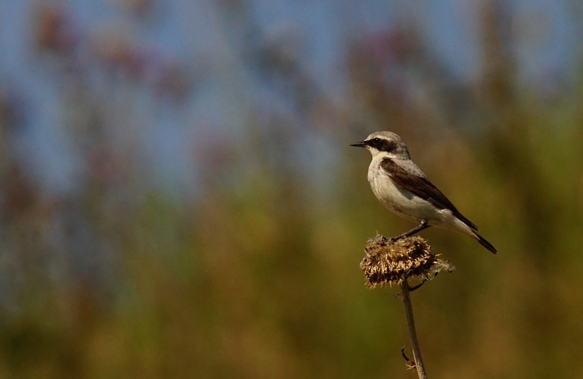 steinskvett - ML647469175