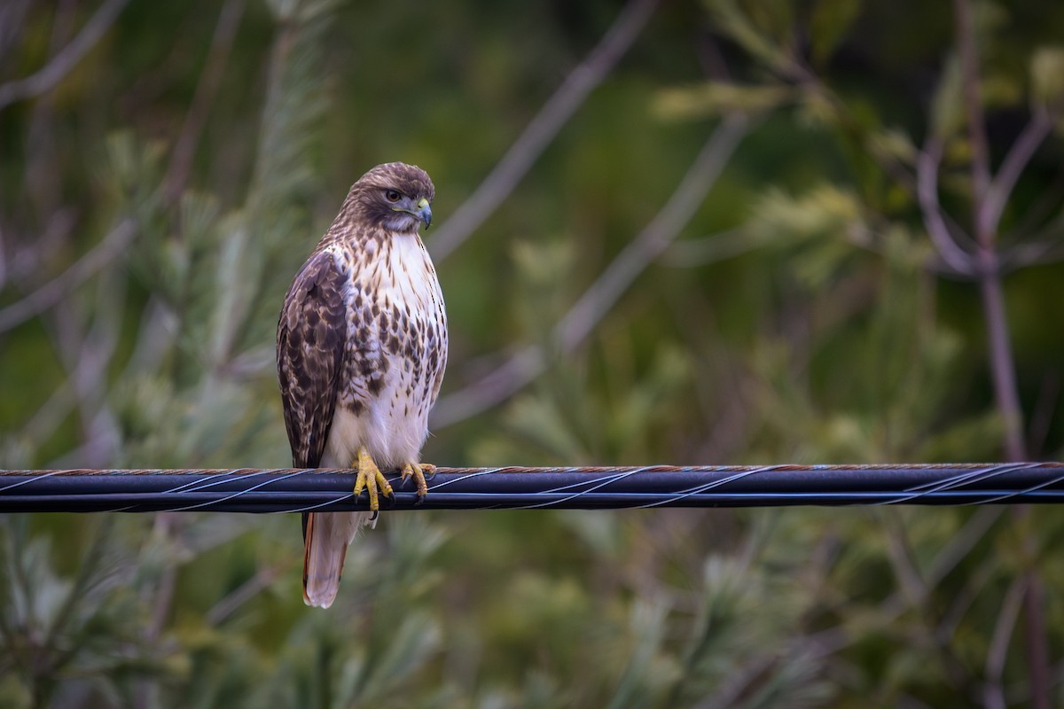 rødstjertvåk (abieticola) - ML647469176