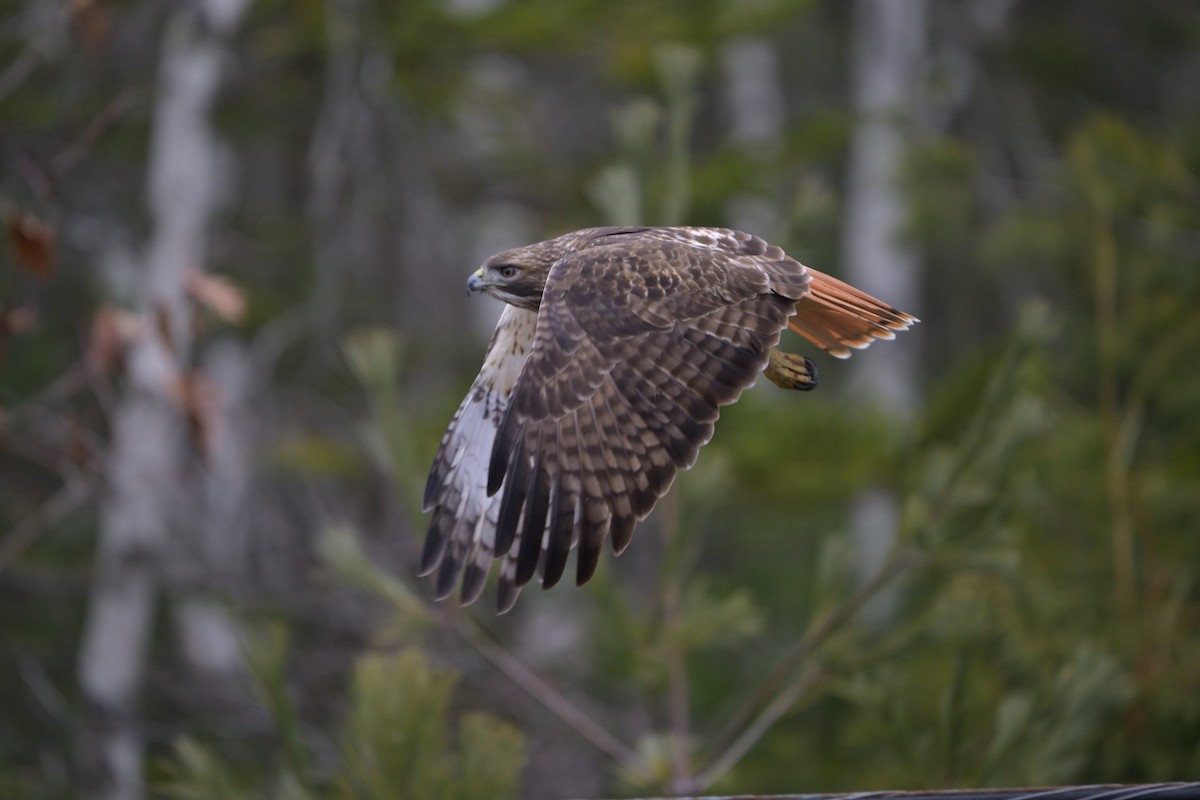 rødstjertvåk (abieticola) - ML647469177