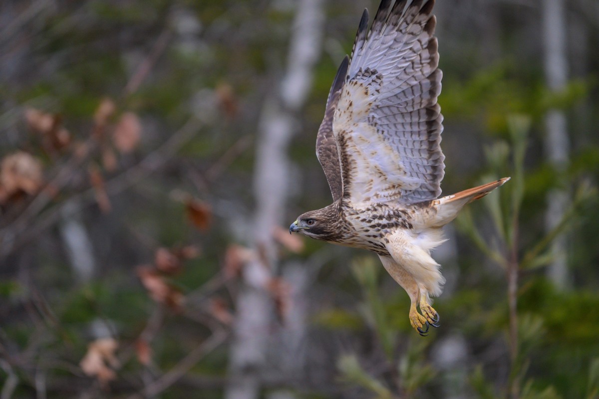 rødstjertvåk (abieticola) - ML647469178