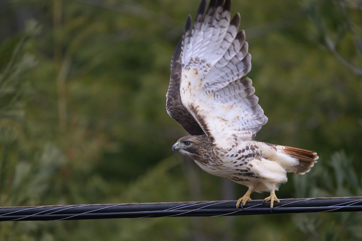 rødstjertvåk (abieticola) - ML647469179