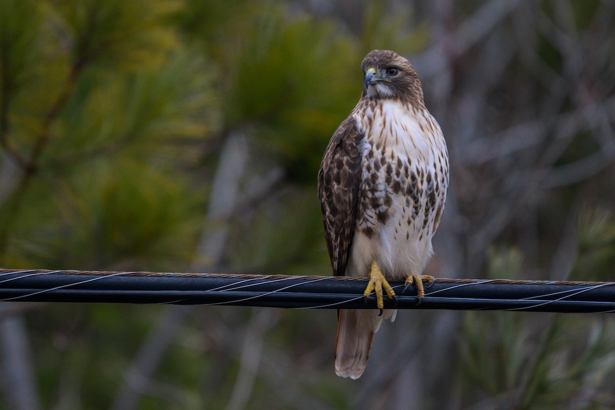 rødstjertvåk (abieticola) - ML647469180