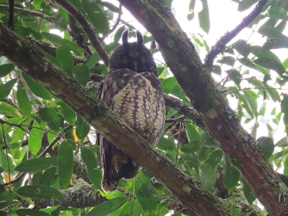 styksugle - ML647469181