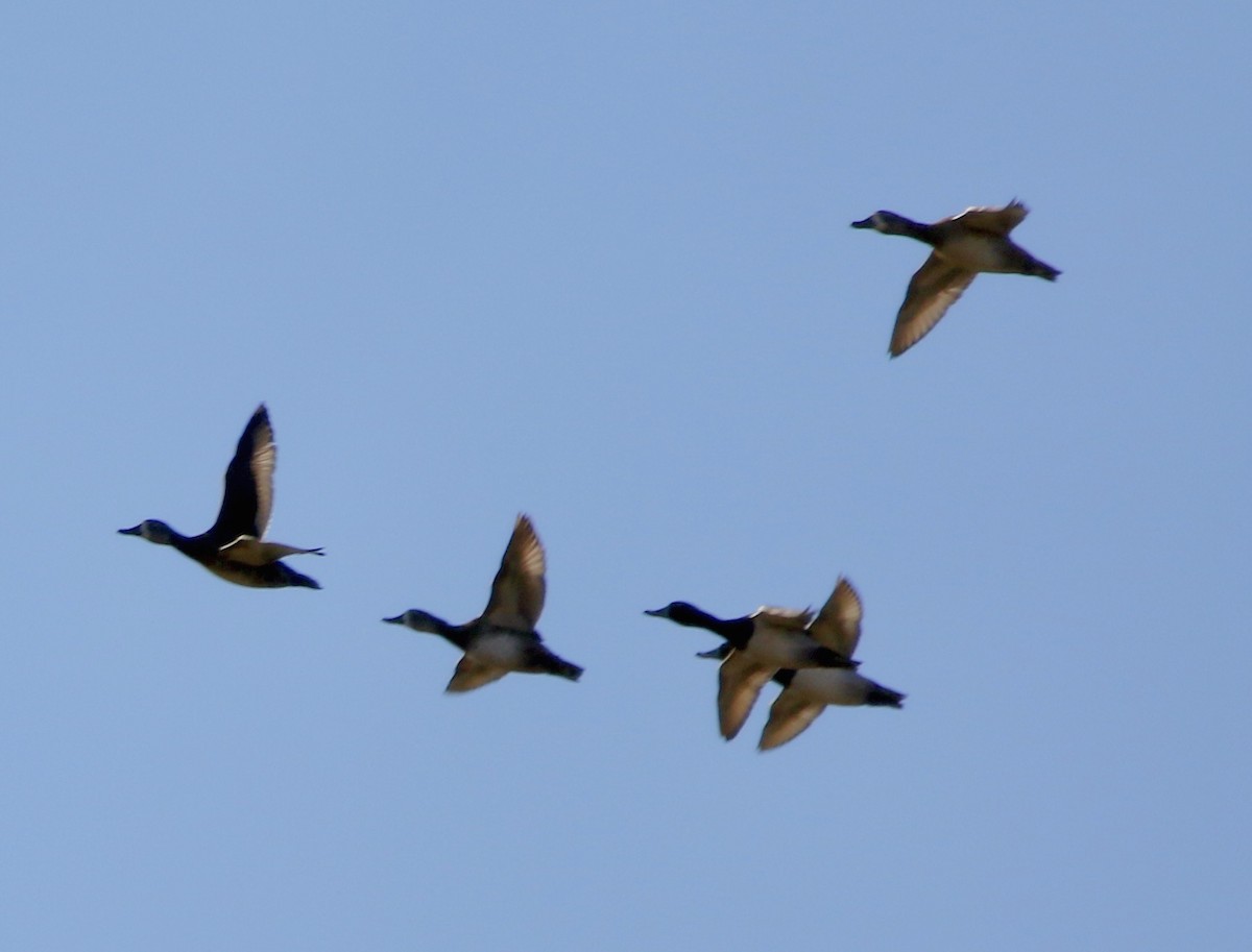 purpurhodeand - ML647469182