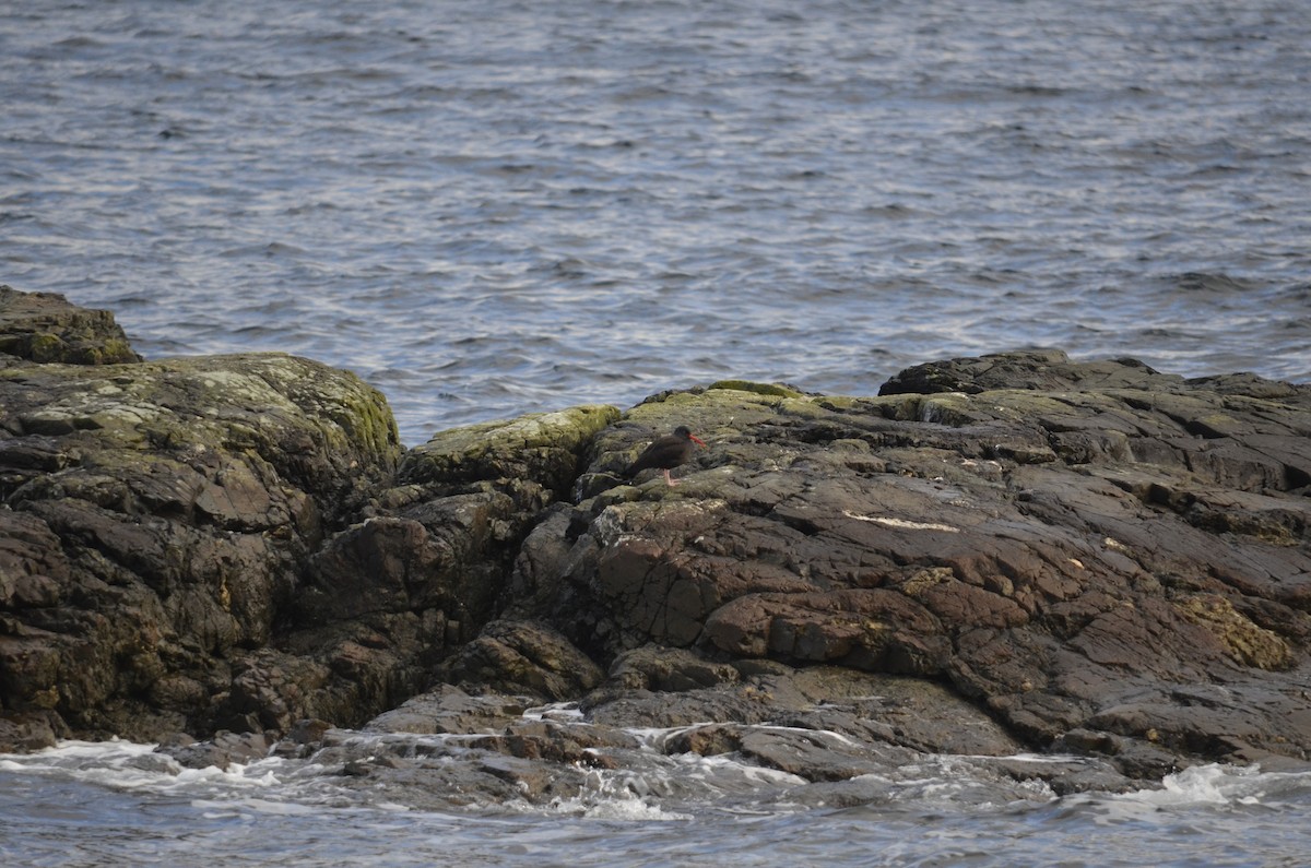 amerikasvarttjeld - ML647469184