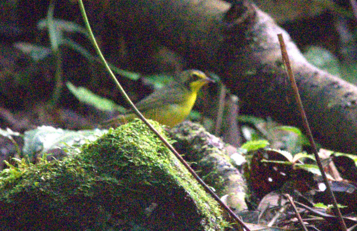 Kentucky Warbler - ML647469195