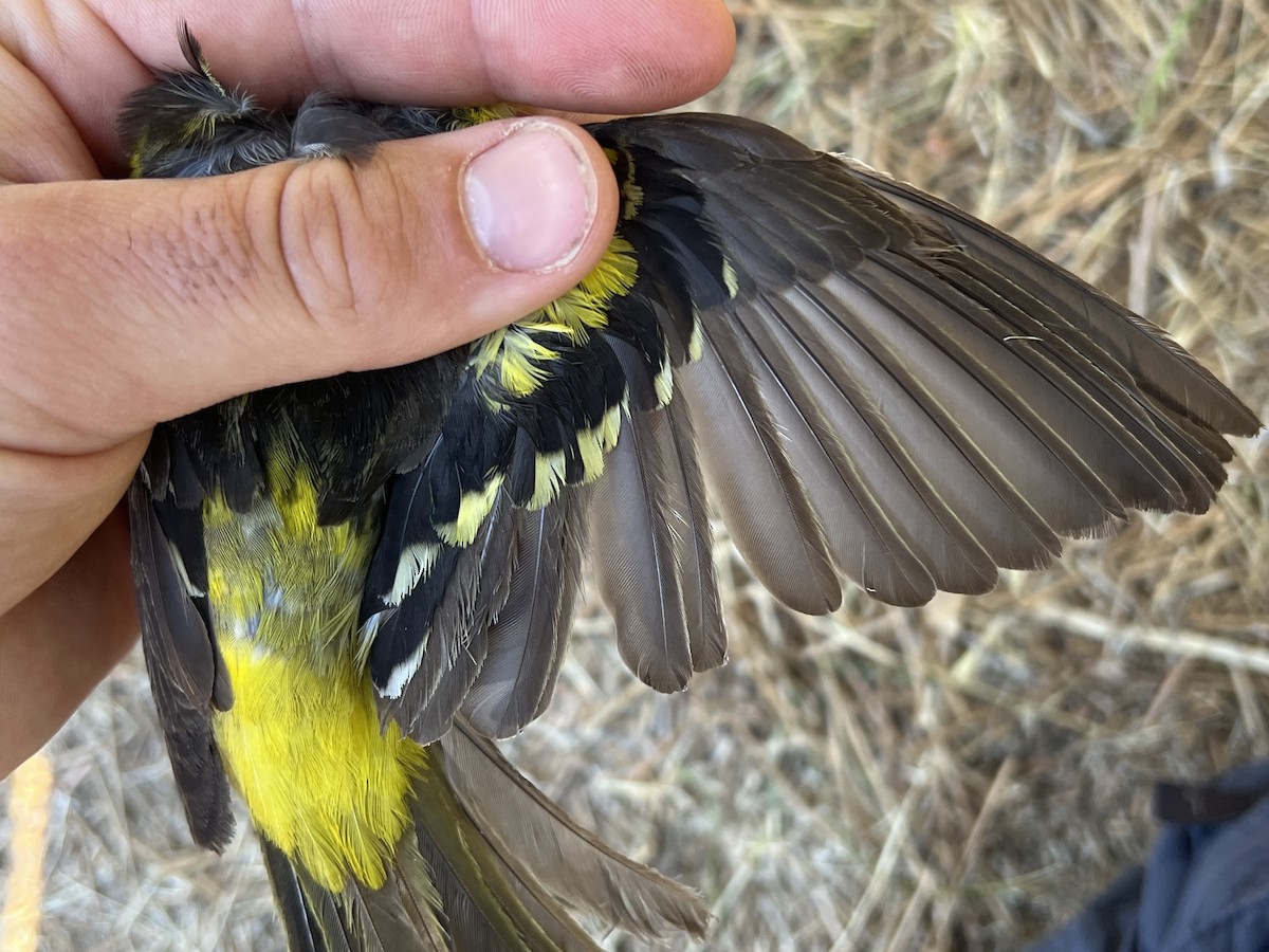 Western Tanager - ML647469196