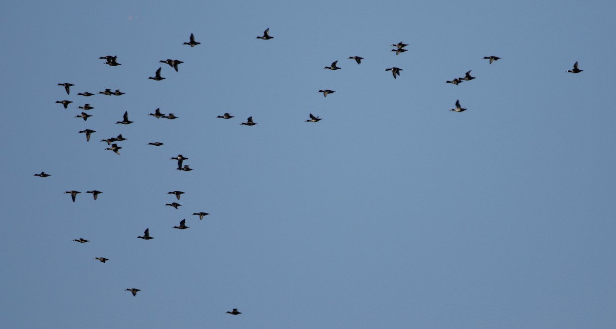 Lesser Scaup - ML647469210