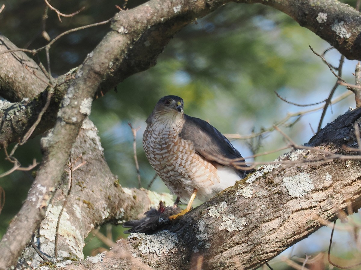 Cooper's Hawk - ML647469221