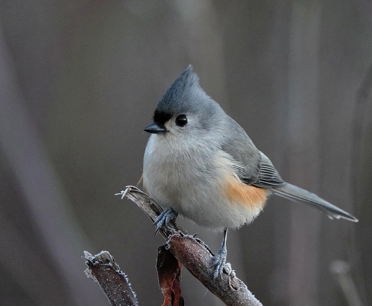 Tufted Titmouse - ML647469222