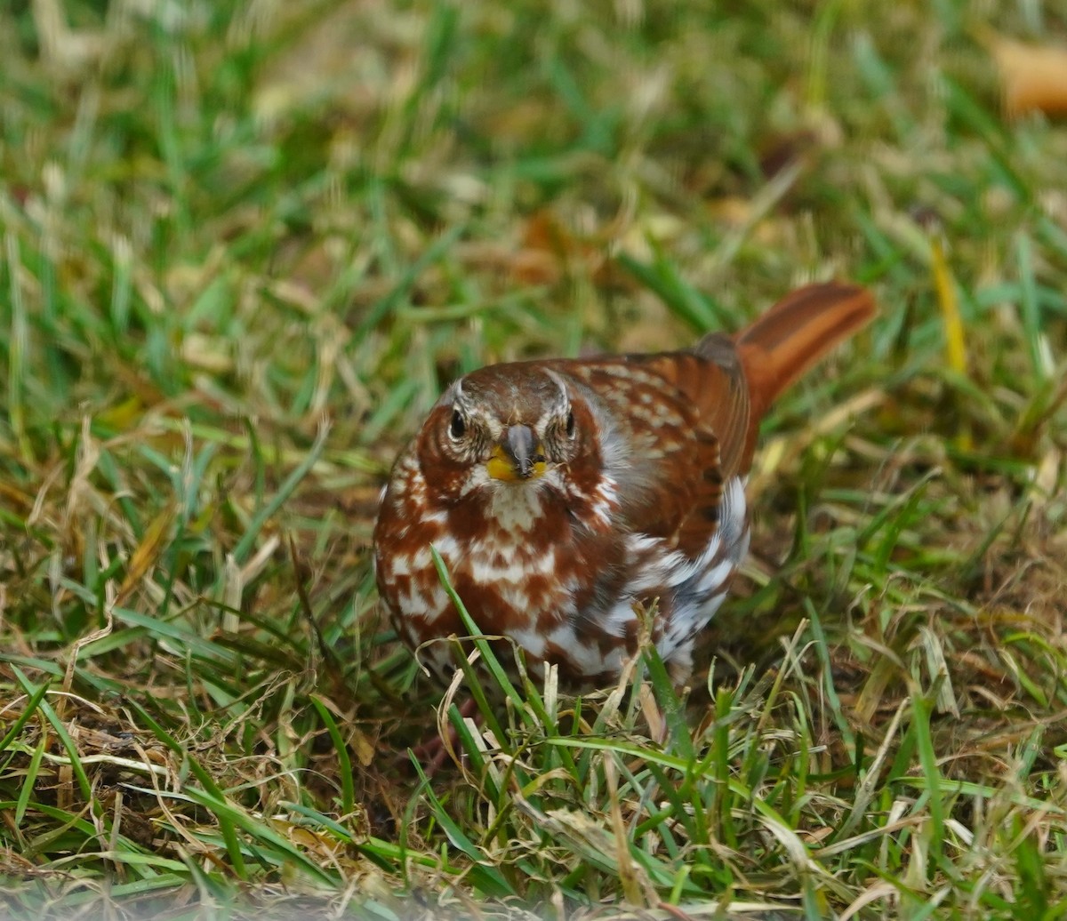 Fox Sparrow (Red) - ML647469227