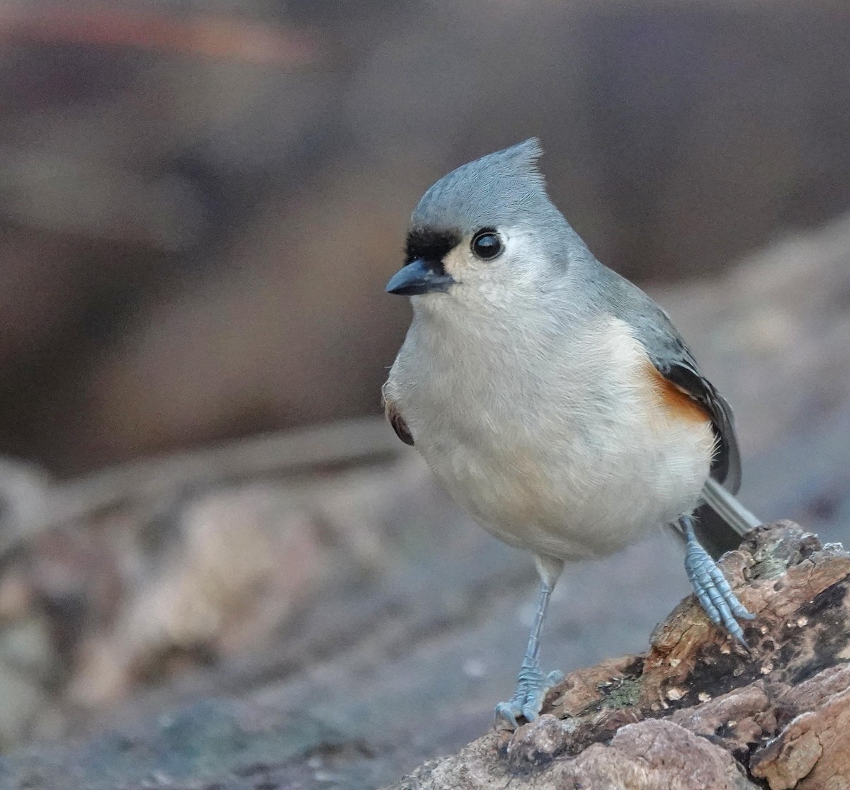 Tufted Titmouse - ML647469228