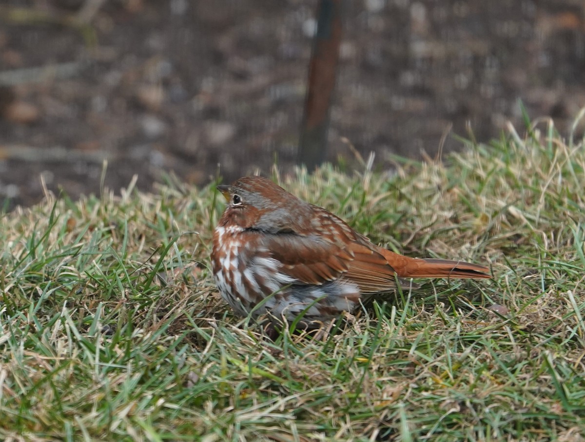 Fox Sparrow (Red) - ML647469229