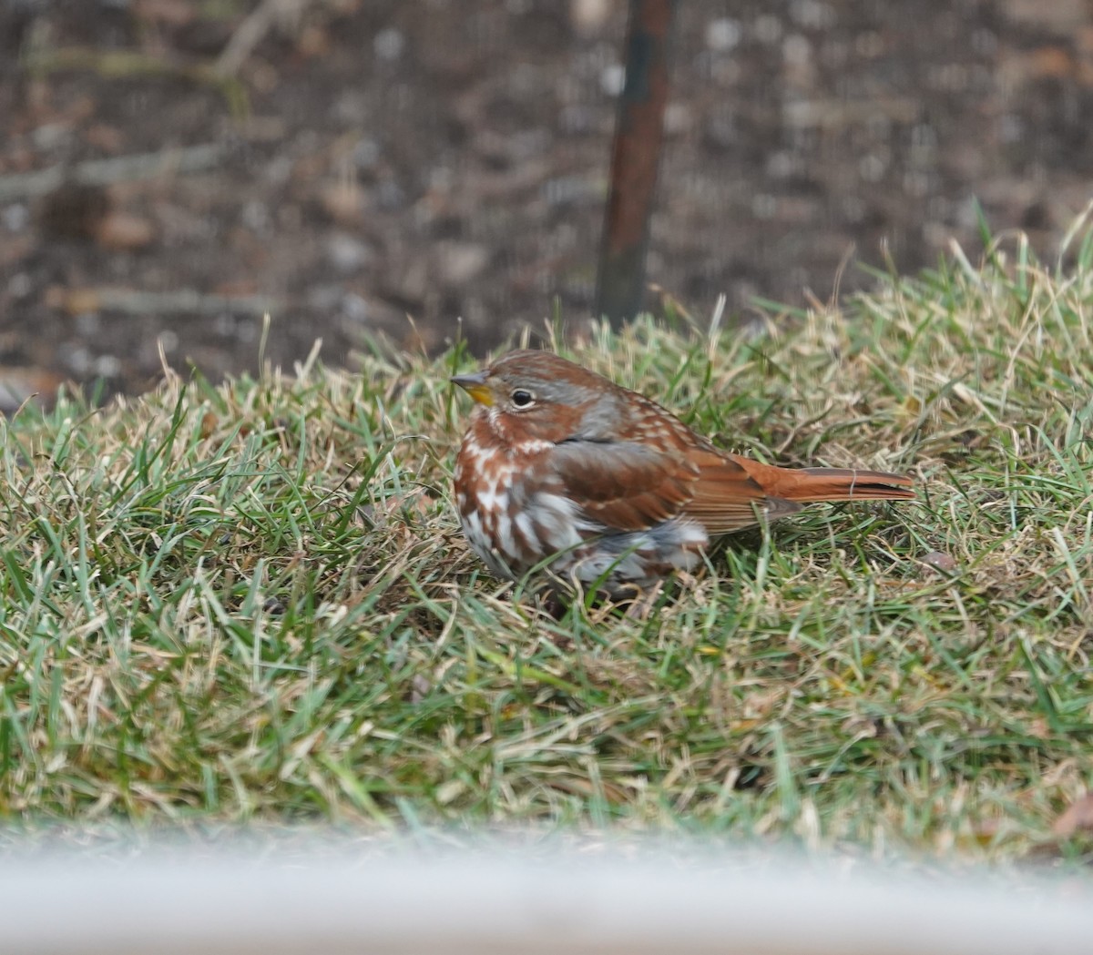 Fox Sparrow (Red) - ML647469230