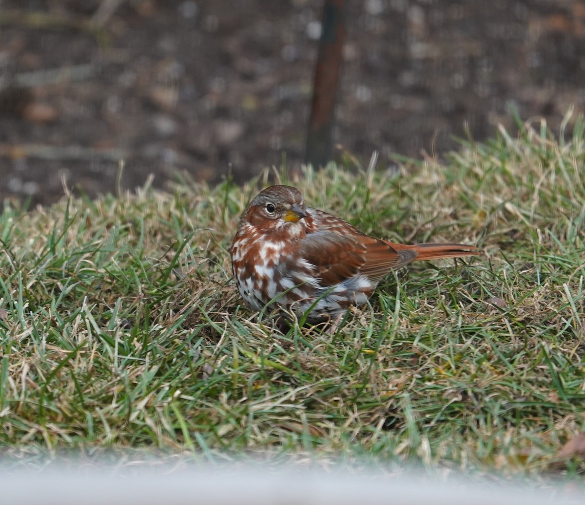 Fox Sparrow (Red) - ML647469231