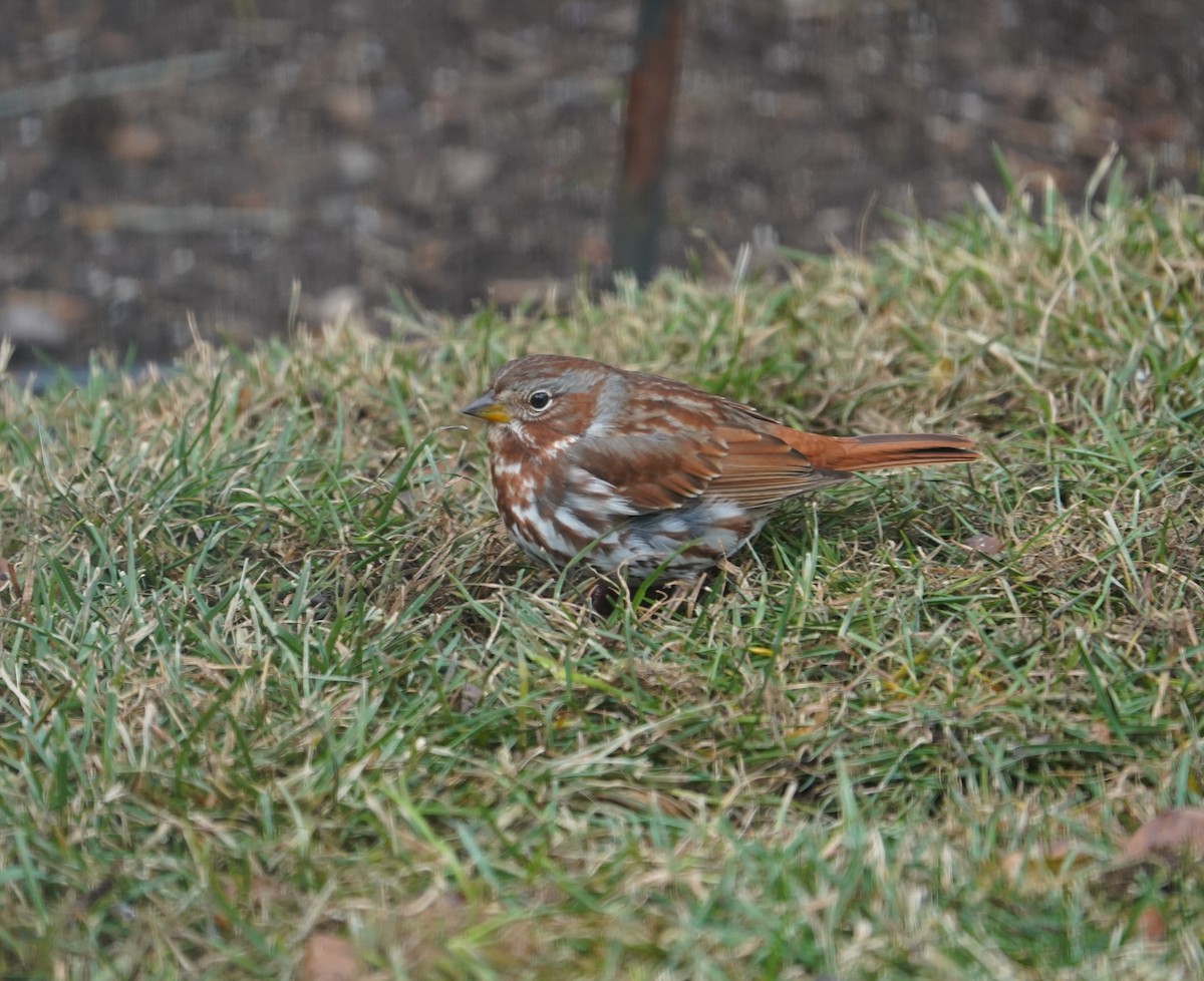 Fox Sparrow (Red) - ML647469233